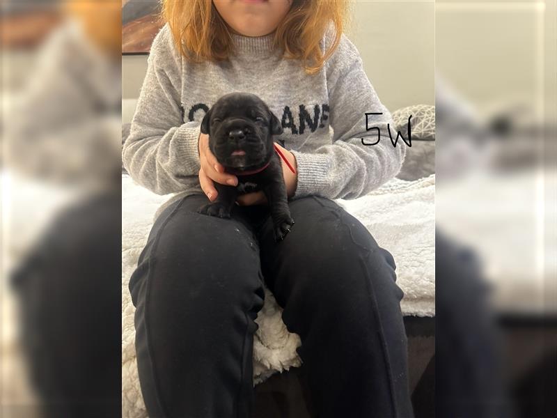 Cane Corso Welpen aus Liebevoller Familie