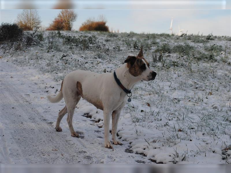 Cane Corso Mischlinge Welpen