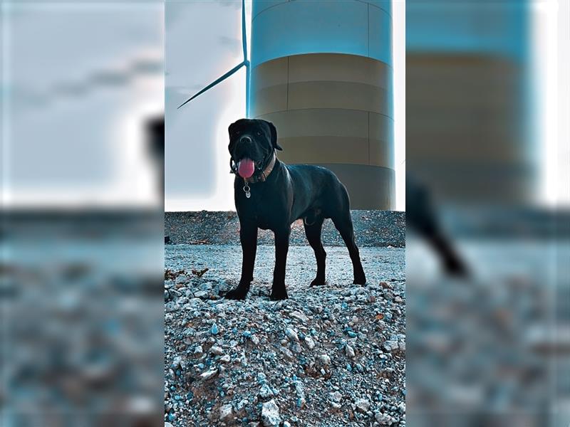 Cane Corso Mischlinge Welpen