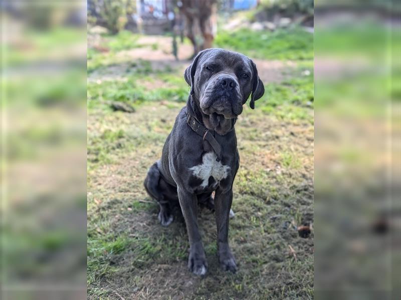 Cane Corso deckrüde