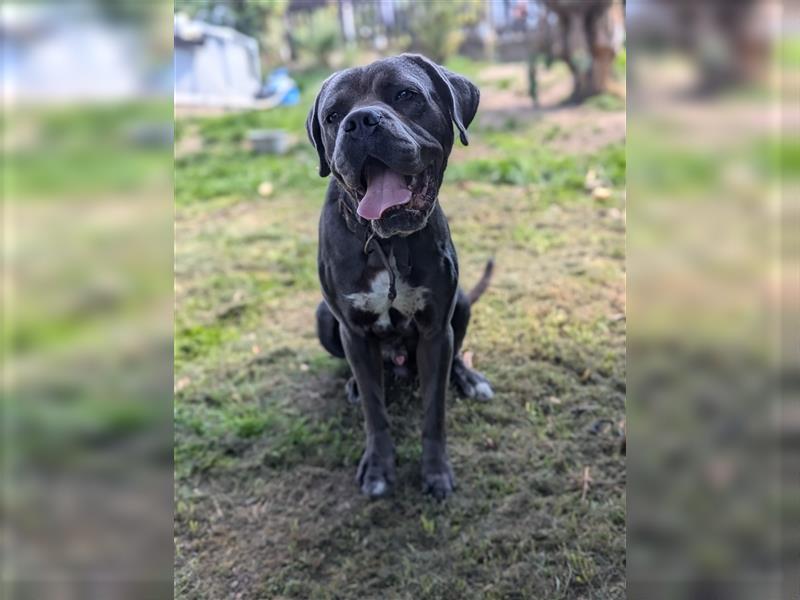 Cane Corso deckrüde