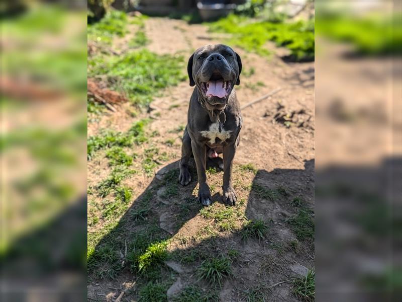 Cane Corso deckrüde