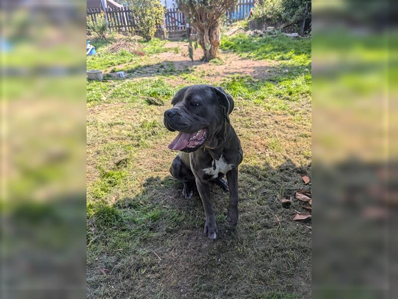 Cane Corso deckrüde