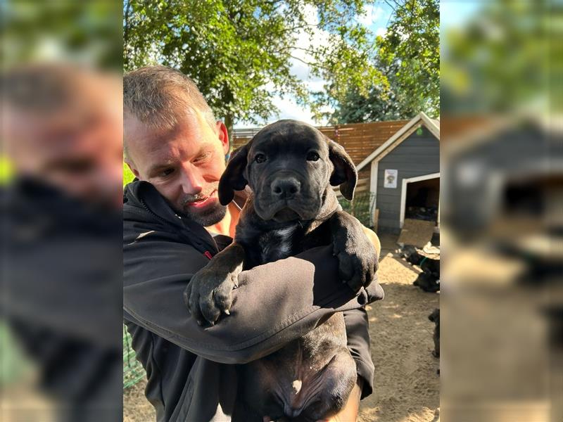 Cane Corso Mixwelpen