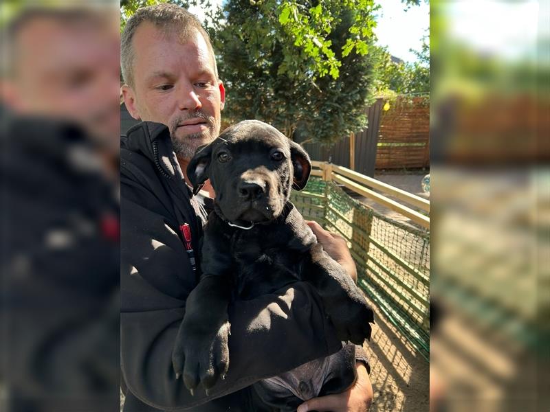 Cane Corso Mixwelpen