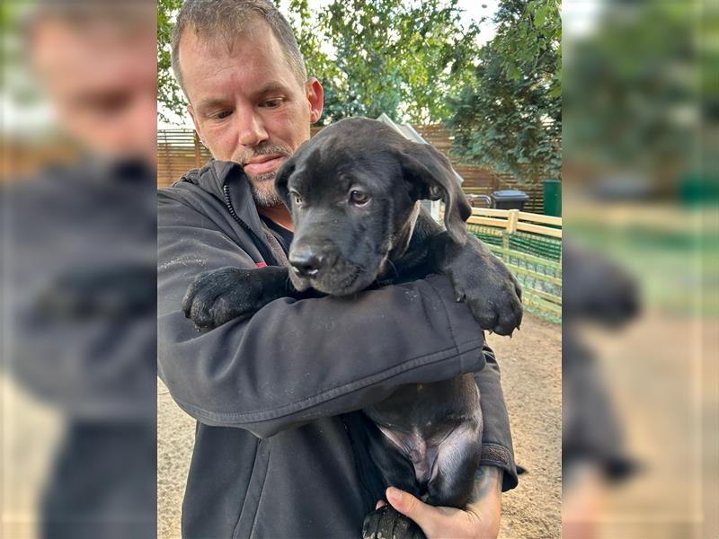 Cane Corso Mixwelpen