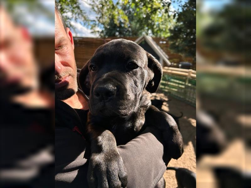 Cane Corso Mixwelpen