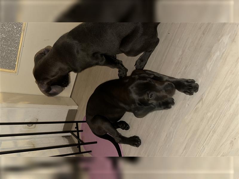 Cane corso welpen