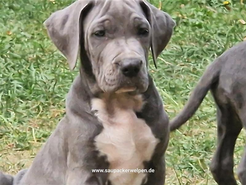 Cane Corso Italiano Saupacker