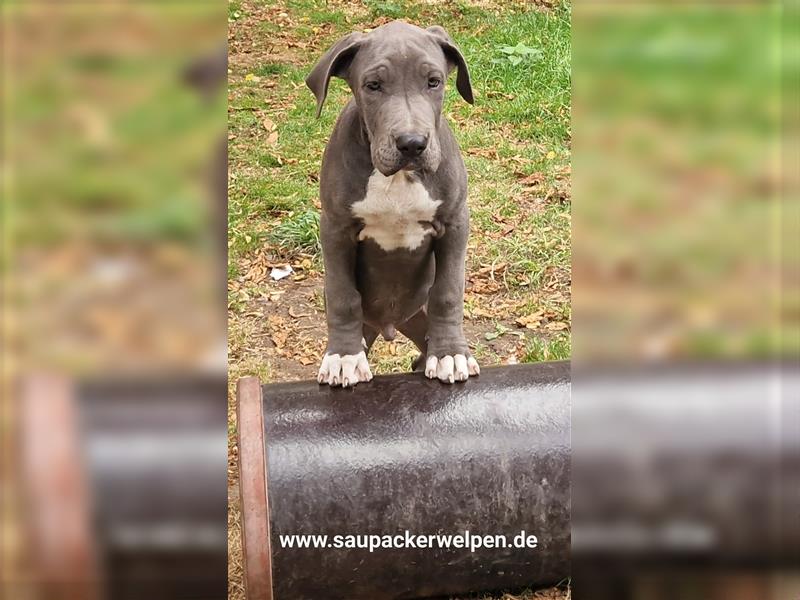 Cane Corso Italiano Saupacker