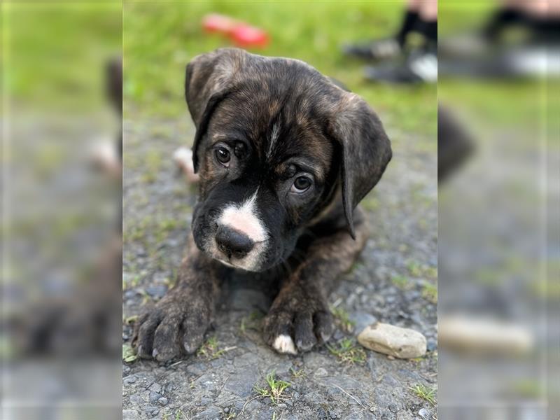 Cane Corso - Mix Welpen