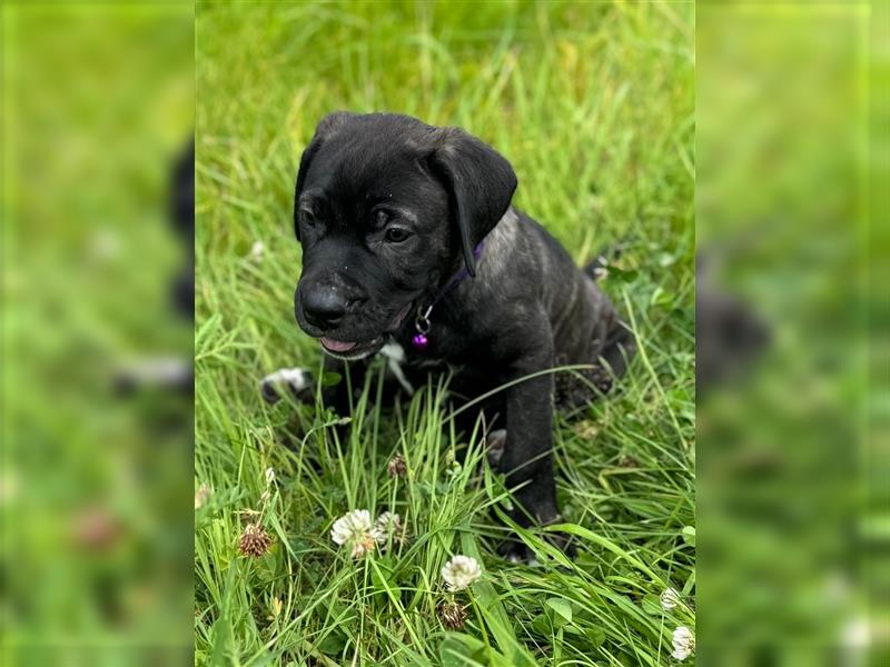 Cane Corso - Mix Welpen