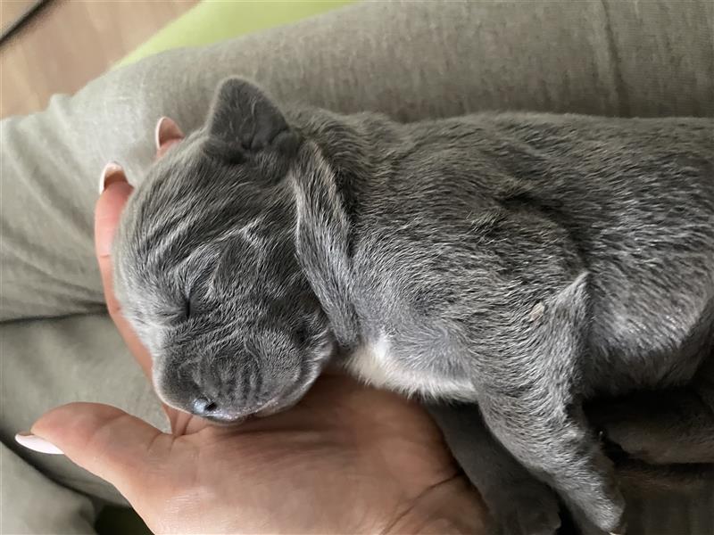 Cane Corso Welpen FCI Ahnentafel