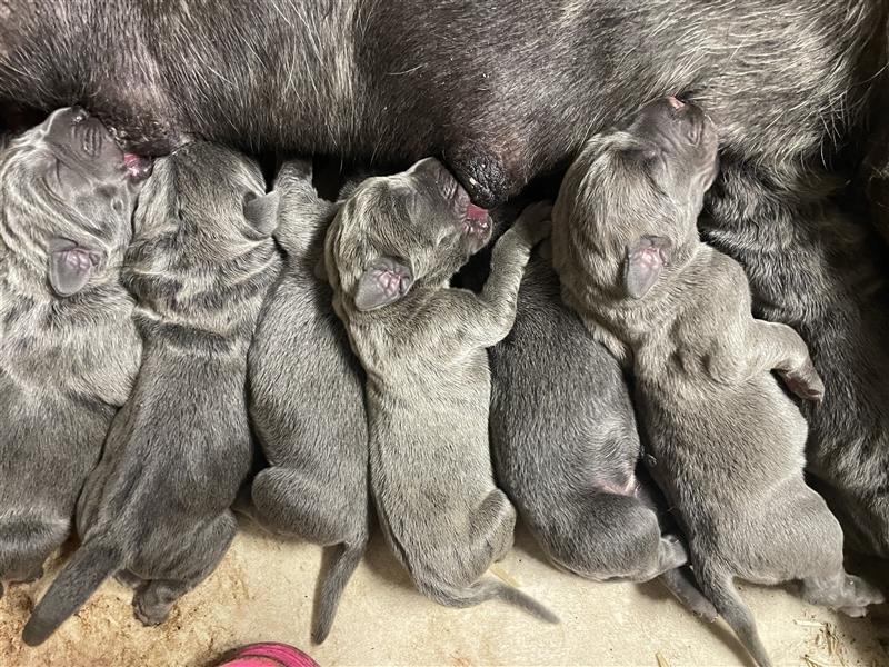 Cane Corso Welpen FCI Ahnentafel