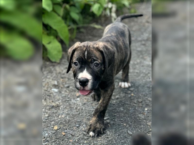 Cane Corso - Mix Welpen