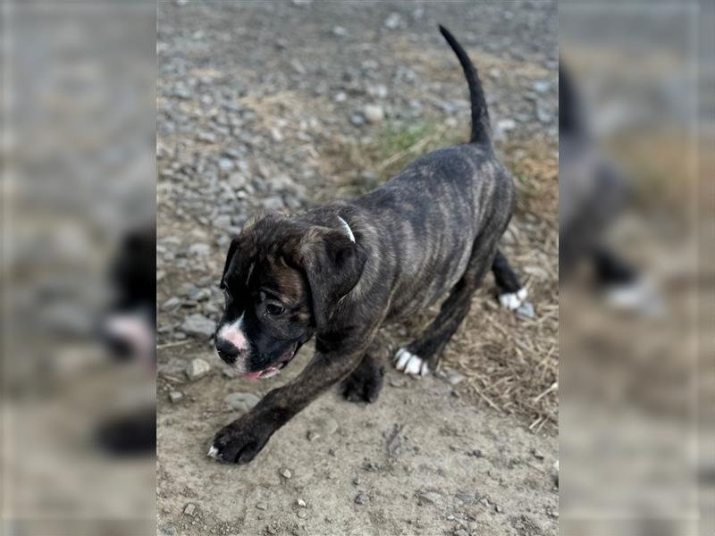 Cane Corso - Mix Welpen