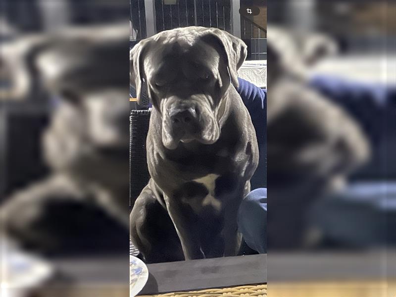 Cane Corso Welpen FCI Ahnentafel