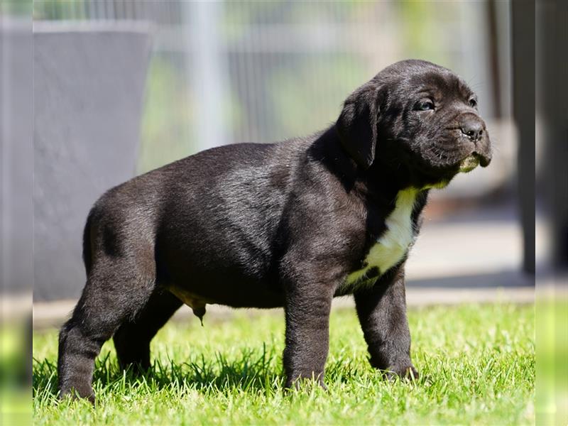 Top Cane Corso Welpen mit Papiere Deutsche Zucht seit 1991 !!