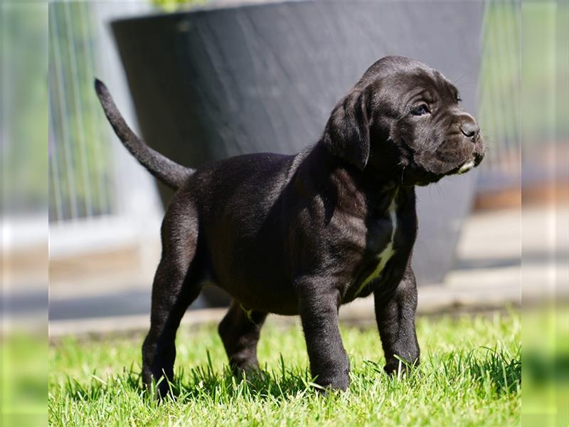 Top Cane Corso Welpen mit Papiere Deutsche Zucht seit 1991 !!