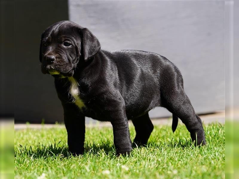 Top Cane Corso Welpen mit Papiere Deutsche Zucht seit 1991 !!