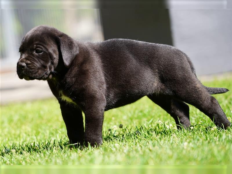 Top Cane Corso Welpen mit Papiere Deutsche Zucht seit 1991 !!