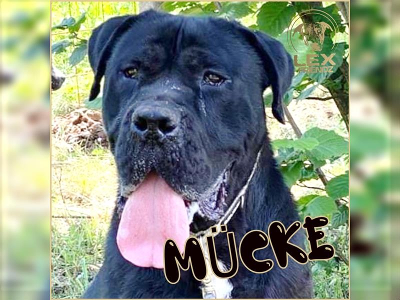 MÜCKE - Cane Corso - ca. 6 Jahre