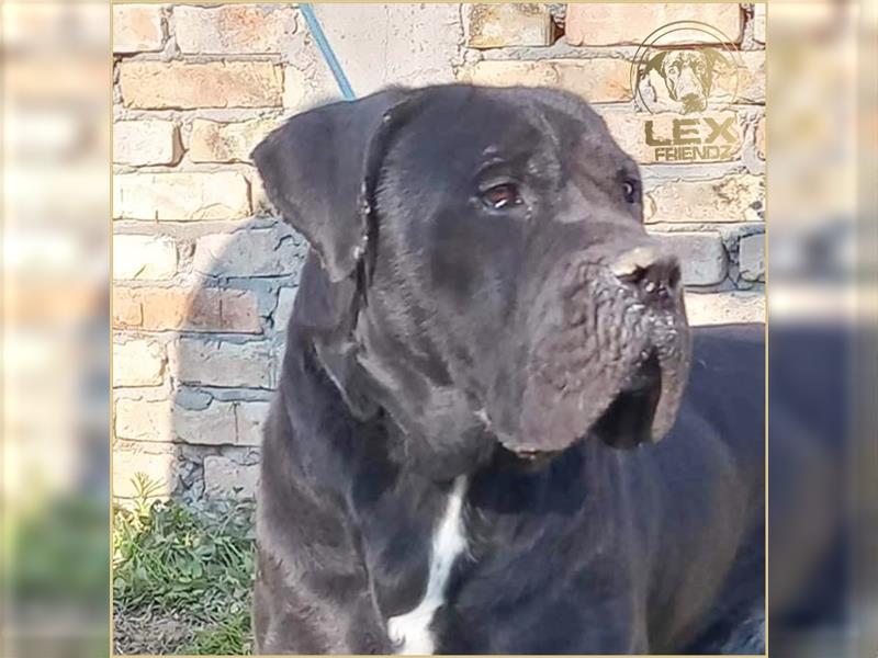 MÜCKE - Cane Corso - ca. 6 Jahre