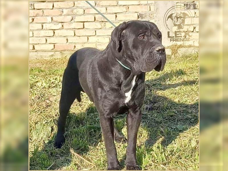 MÜCKE - Cane Corso - ca. 6 Jahre