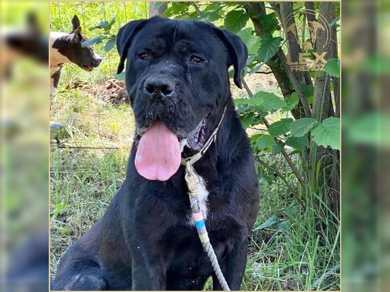 MÜCKE - Cane Corso - ca. 6 Jahre