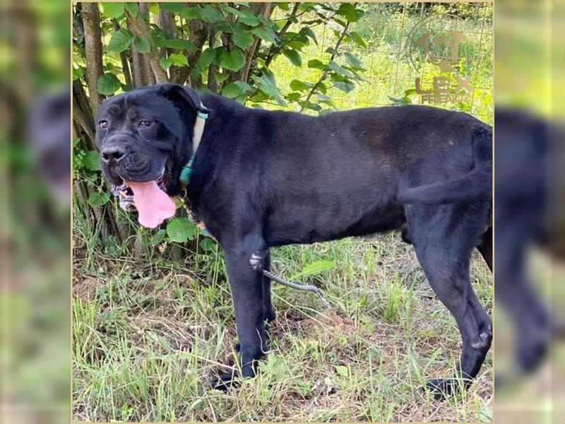 MÜCKE - Cane Corso - ca. 6 Jahre