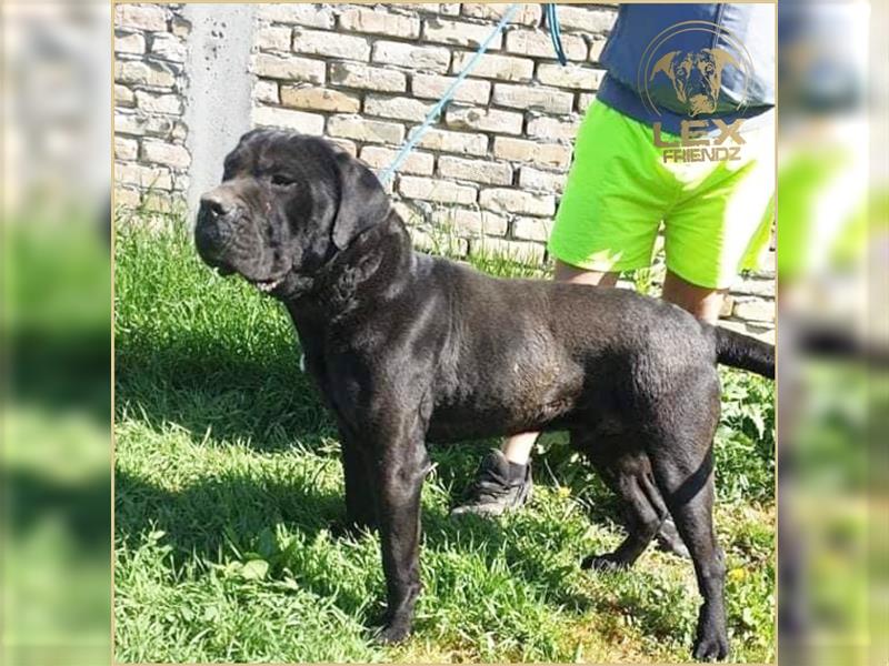 MÜCKE - Cane Corso - ca. 6 Jahre