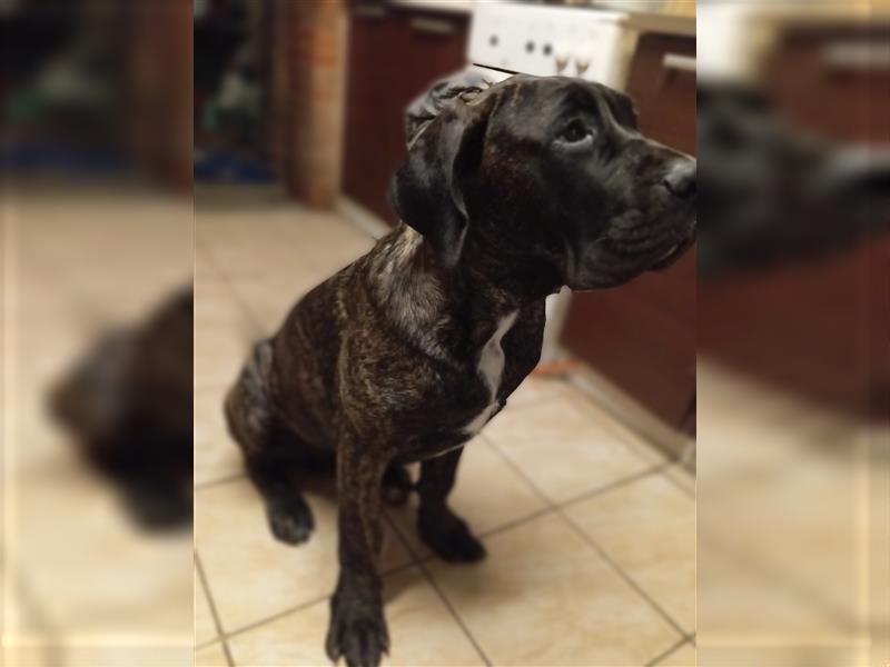 6 Monate alter Cane-Corso-Junge aus einem kontrollierten Zwinger zu verkaufen!