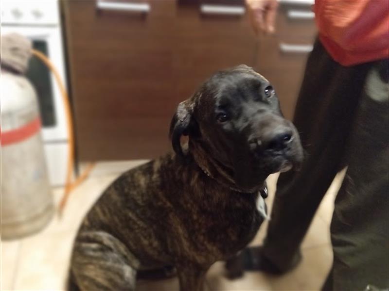 6 Monate alter Cane-Corso-Junge aus einem kontrollierten Zwinger zu verkaufen!