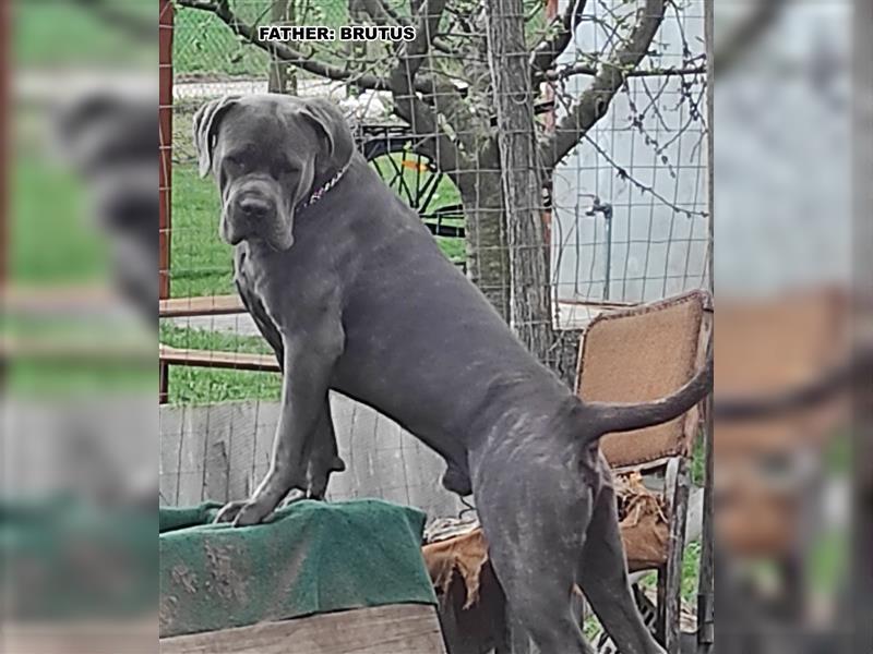 6 Monate alter Cane-Corso-Junge aus einem kontrollierten Zwinger zu verkaufen!