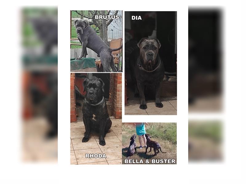 6 Monate alter Cane-Corso-Junge aus einem kontrollierten Zwinger zu verkaufen!