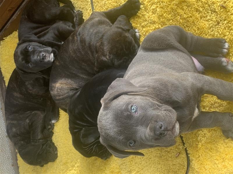 Cane corso