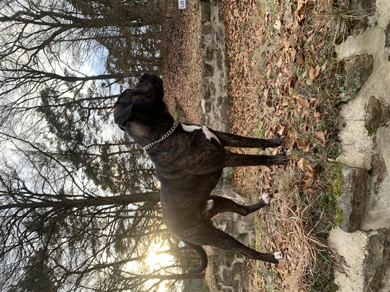 Cane corso