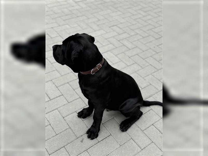 Cane corso