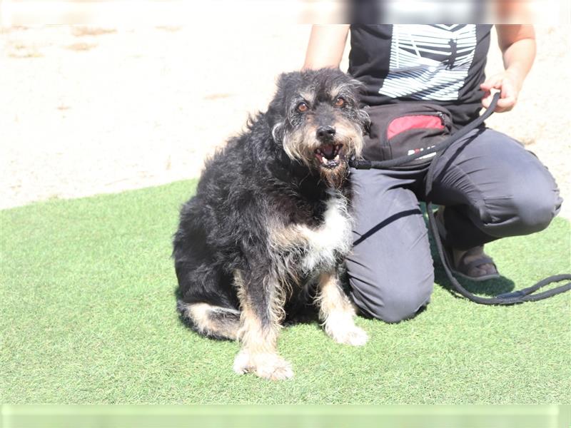 Gloria, Mix Serra de Aires / Tibet Terrier, lieb und verträglich
