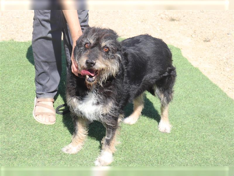 Gloria, Mix Serra de Aires / Tibet Terrier, lieb und verträglich