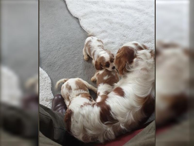 Wunderschöne Welpen von Cavalier King Charles