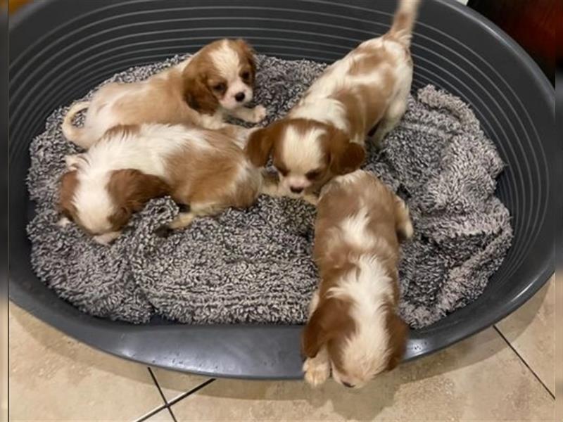 Wunderschöne Welpen von Cavalier King Charles