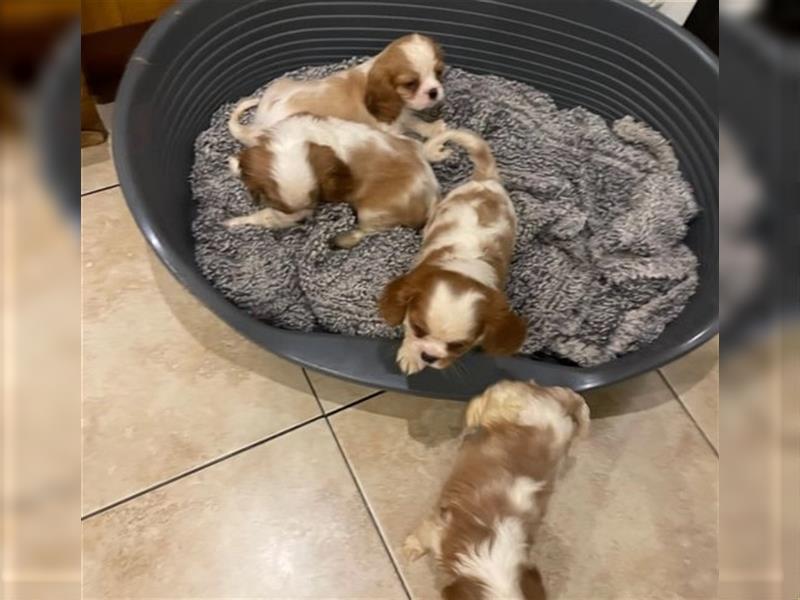 Wunderschöne Welpen von Cavalier King Charles