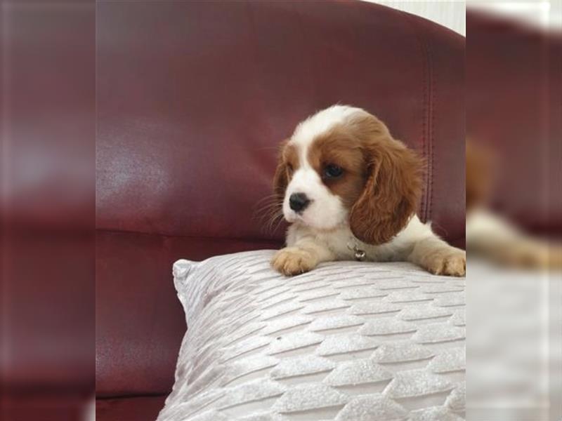 Wunderschöne Welpen von Cavalier King Charles