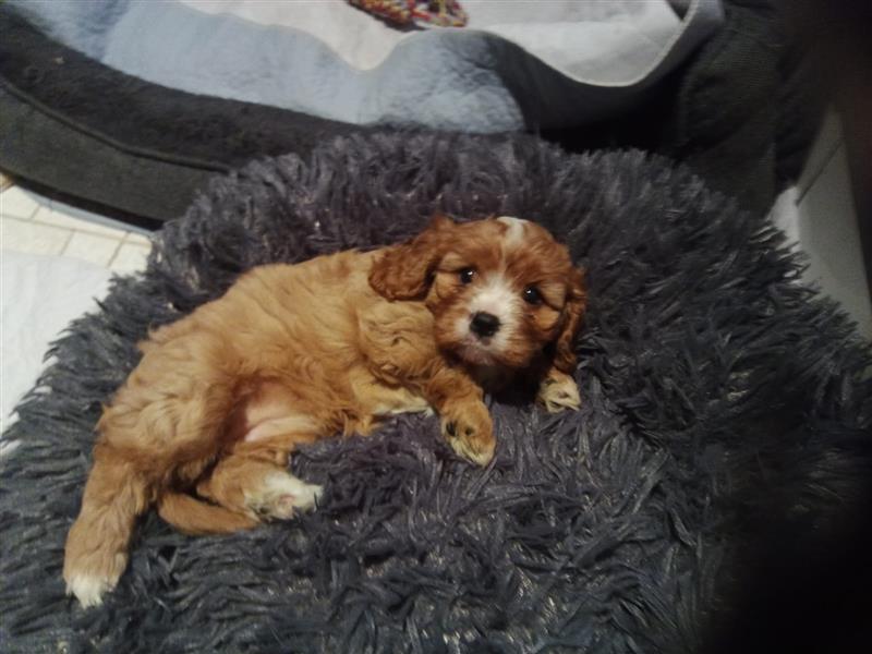 Cavapoo cavalier king charles spaniel Welpen weiblich