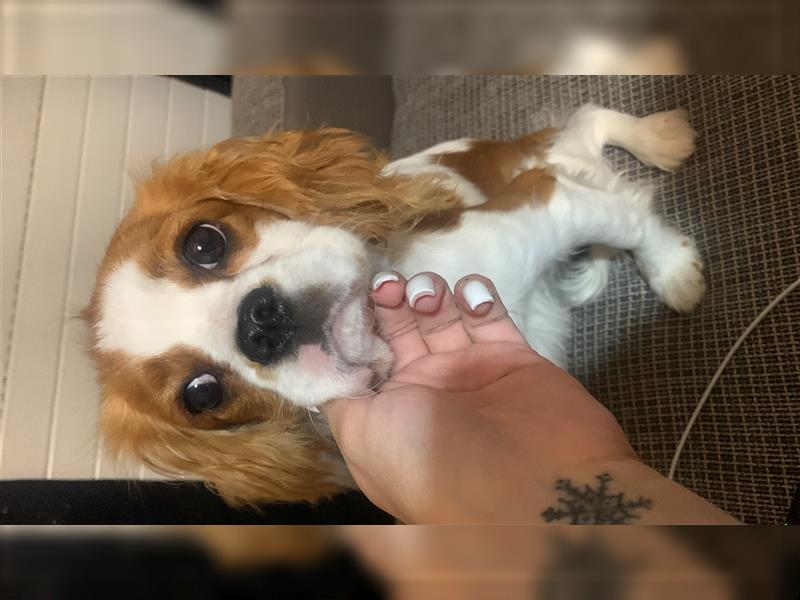 Cavalier King Charles spaniel