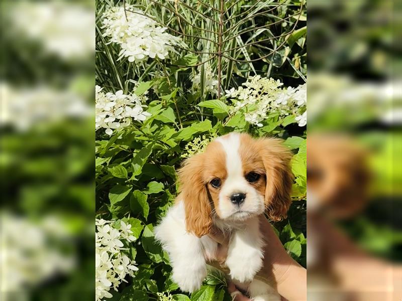 Cavalier Prinzessin sucht königliches Zuhause