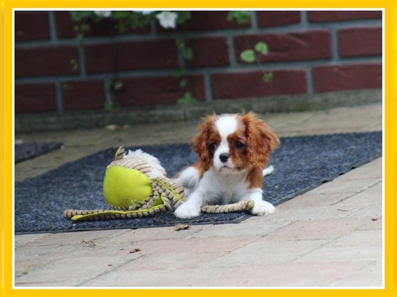 Cavalier King Charles Spaniel