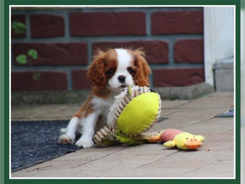 Cavalier King Charles Spaniel