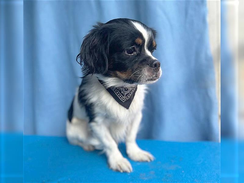 (R) ❤️ kleiner Herzensbrecher CAMILLO - 3 Jahre, 30cm/6,5kg - Cavalier-Mischling